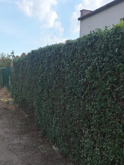 WhatsApp Image 2026-01-28 at 17.10.47